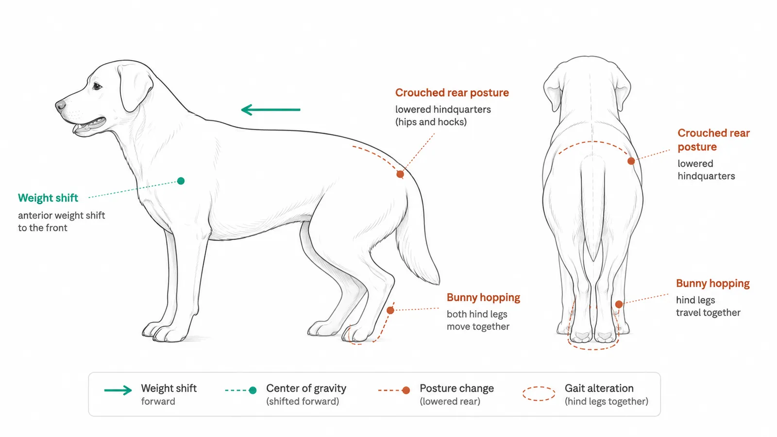 A silhouette of a dog seen from the side and rear, with arrows annotating the phrases: "bunny hopping" in gait, "weight shift" in center of gravity, and crouching posture on the rump. Clean style, thin line, white background.
