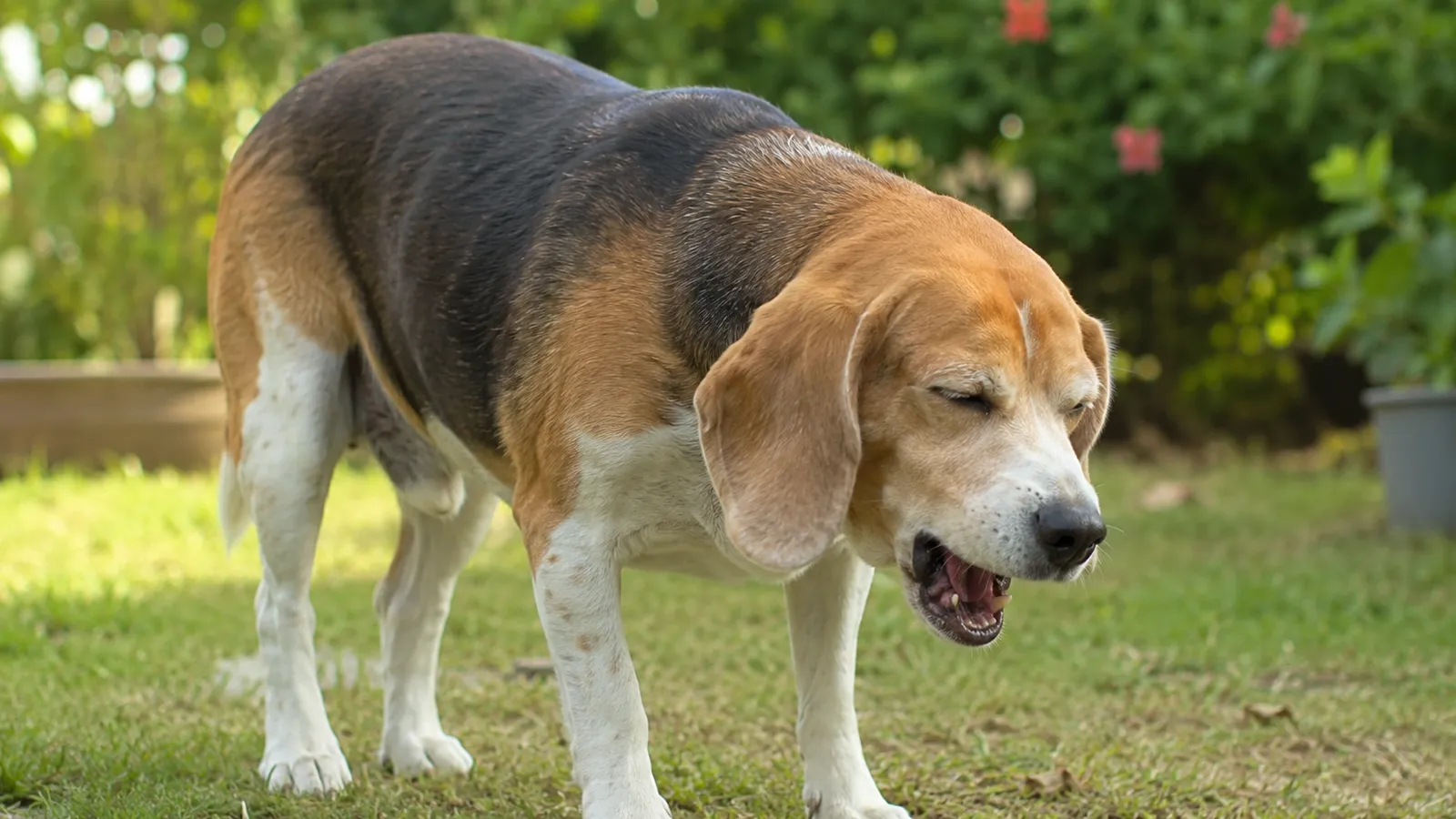 Dog coughing outdoors, showing one of the earliest signs of heartworm disease