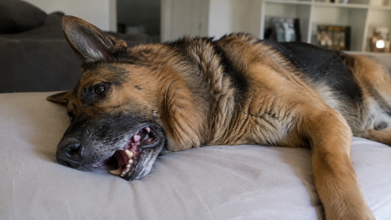 Dog lying down with open mouth and visible effort to breathe, showing advanced heartworm symptoms