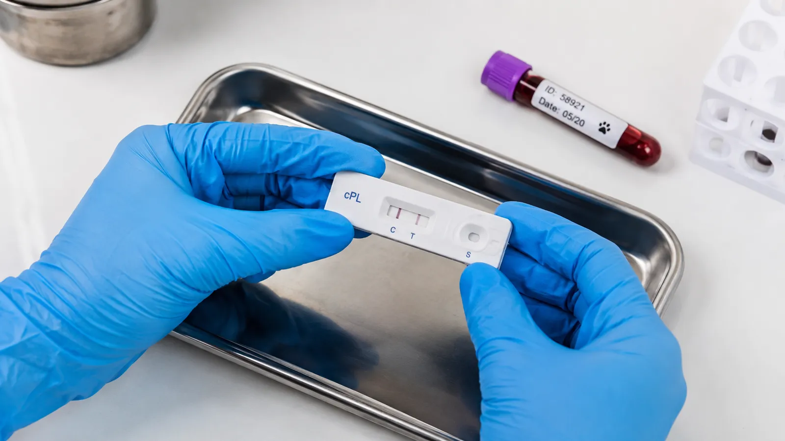 Veterinary technician holding a heartworm antigen rapid test kit next to a blood sample in a clinic