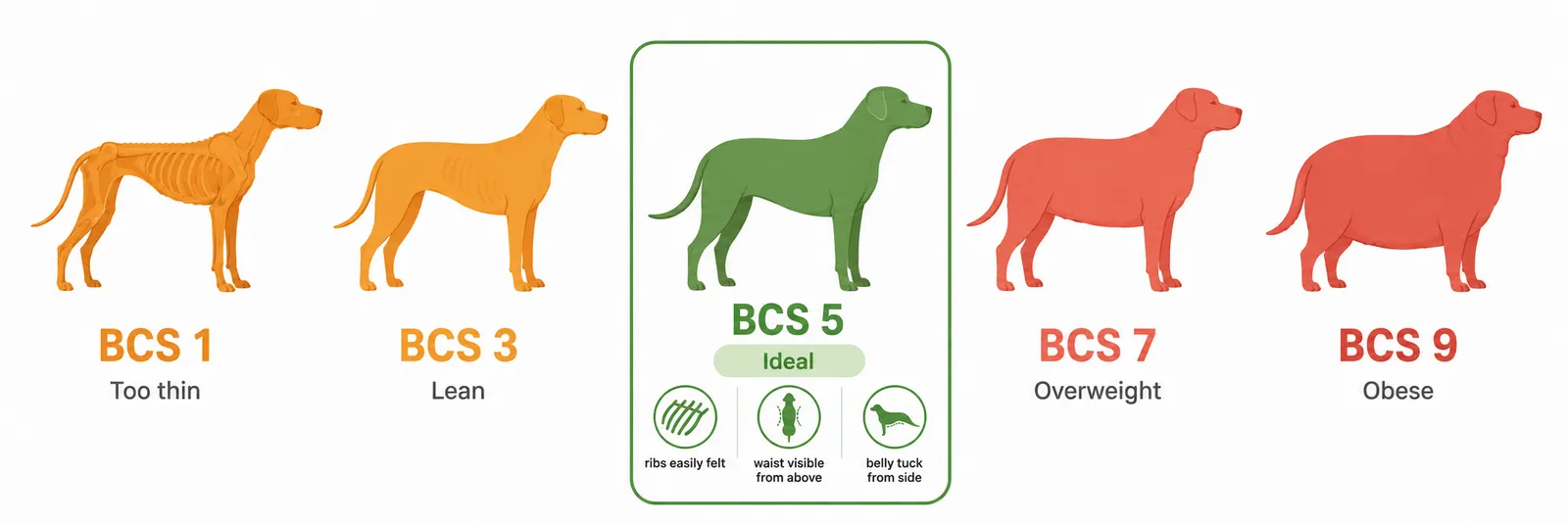 Dog body condition score chart showing 9 silhouettes from underweight (BCS 1) to obese (BCS 9), with BCS 4-5 highlighted as ideal