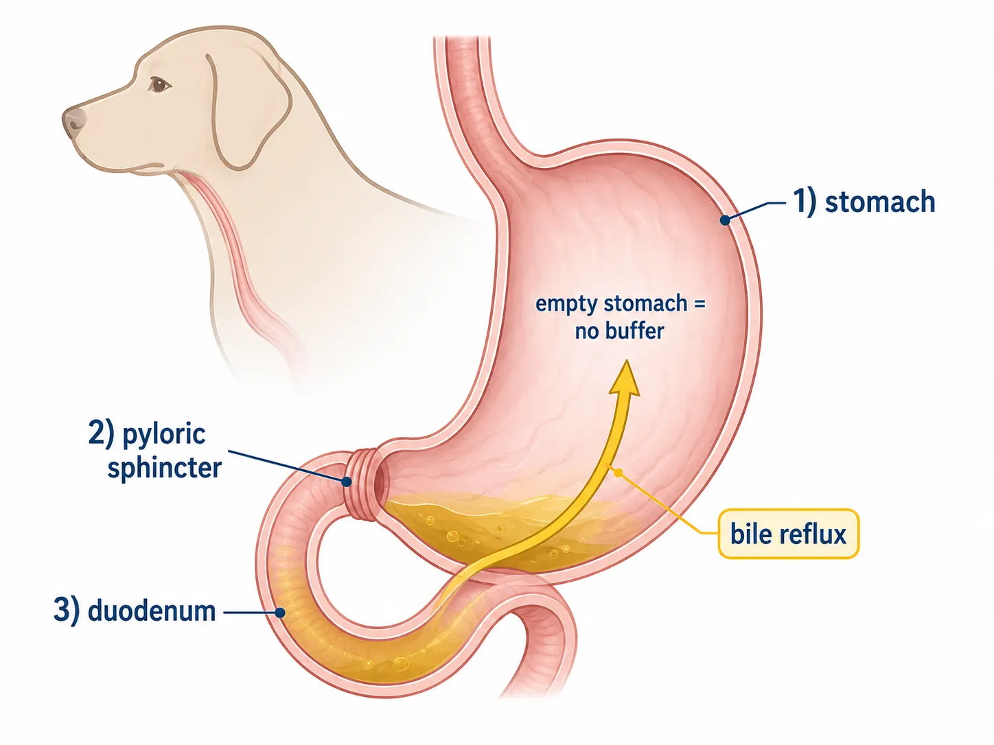 Simplified diagram of a dog's upper digestive system showing how bile travels from the duodenum through the pyloric sphincter into the empty stomach, causing morning vomiting