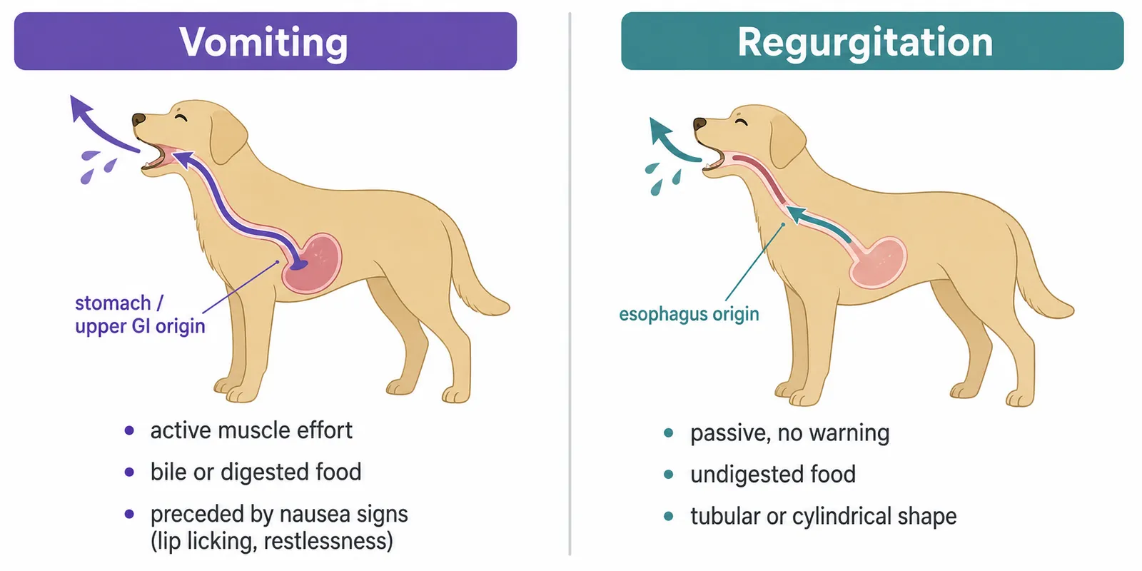Side-by-side diagram comparing true vomiting and regurgitation in dogs, showing different digestive origins and key visual differences