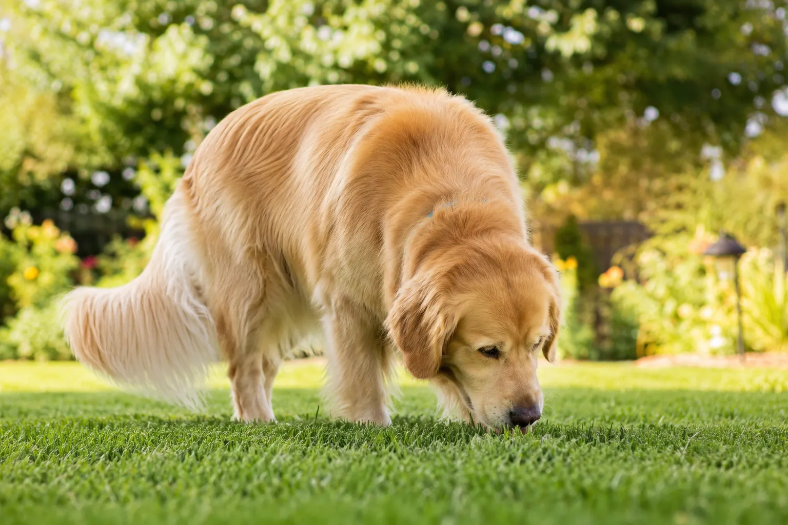 Why Does My Dog Eat Grass? What’s Normal, What’s Not, and When to Call the Vet