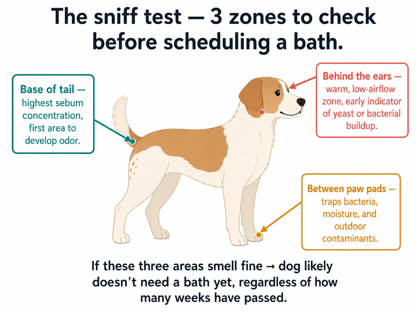 Infographic showing the three zones to sniff on a dog to check if a bath is needed: base of tail, paw pads, and behind the ears