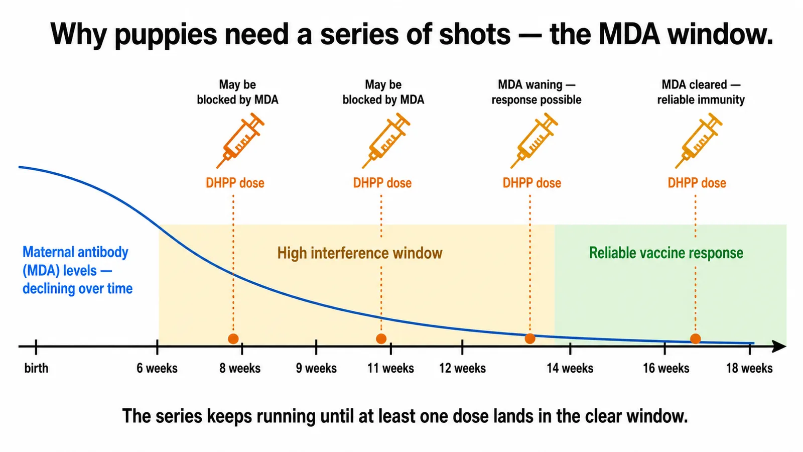 Infographic explaining how maternal antibodies block early puppy vaccine response and why multiple doses are needed across weeks 6 to 16
