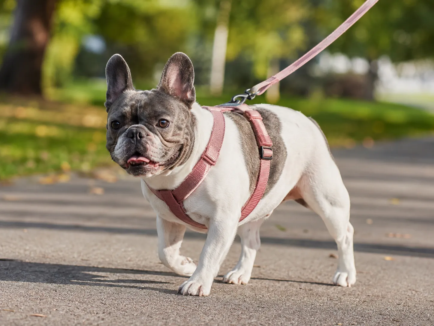 French Bulldog wearing a properly fitted body harness on a leash walk, illustrating the recommended alternative to neck collars for brachycephalic breeds