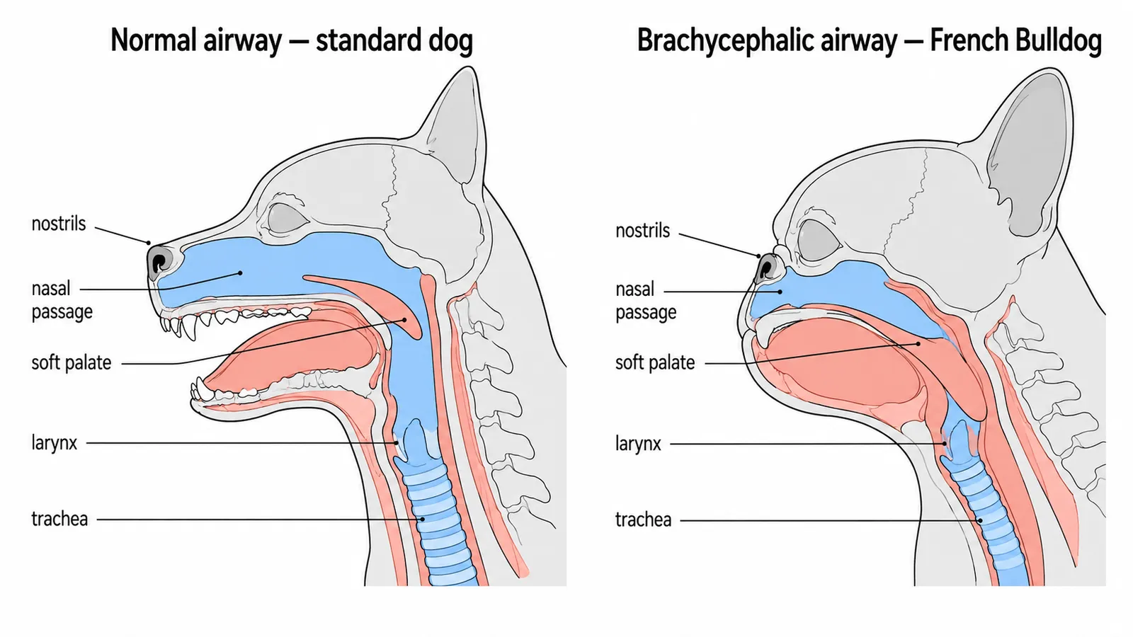 Anatomical side-by-side diagram comparing a normal dog skull with an open airway to a brachycephalic French Bulldog skull showing compressed nasal passages and crowded soft tissue