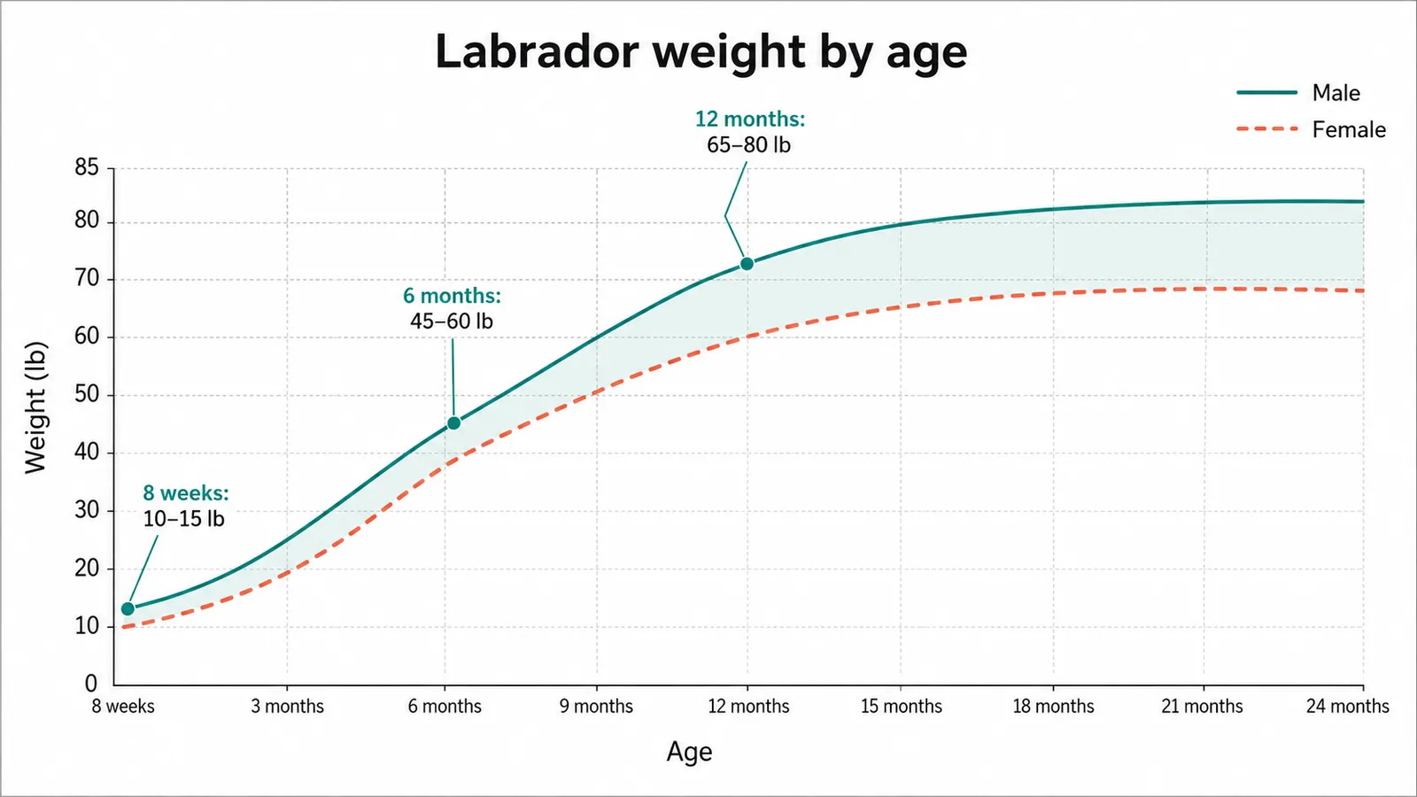 Line chart showing Labrador Retriever weight growth curve by age in months, comparing male and female ranges