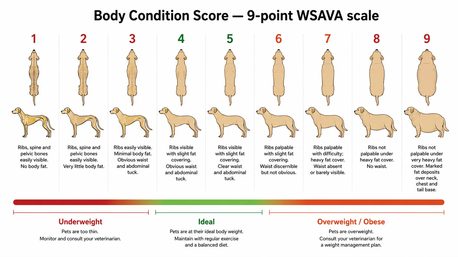 WSAVA 9-point Body Condition Score diagram showing underweight, ideal, and overweight body shapes in dogs