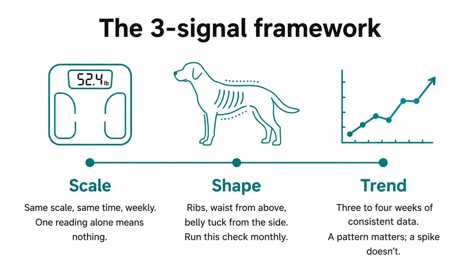 Infographic showing the Scale, Shape, and Trend three-signal framework for monitoring Labrador weight at home