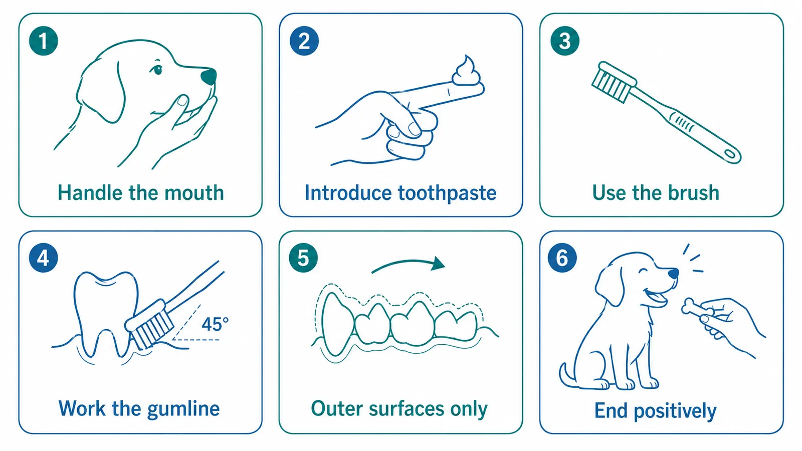 Infographic showing the 6 steps to brush dog teeth: mouth handling, toothpaste, brush intro, gumline, outer surface, positive end