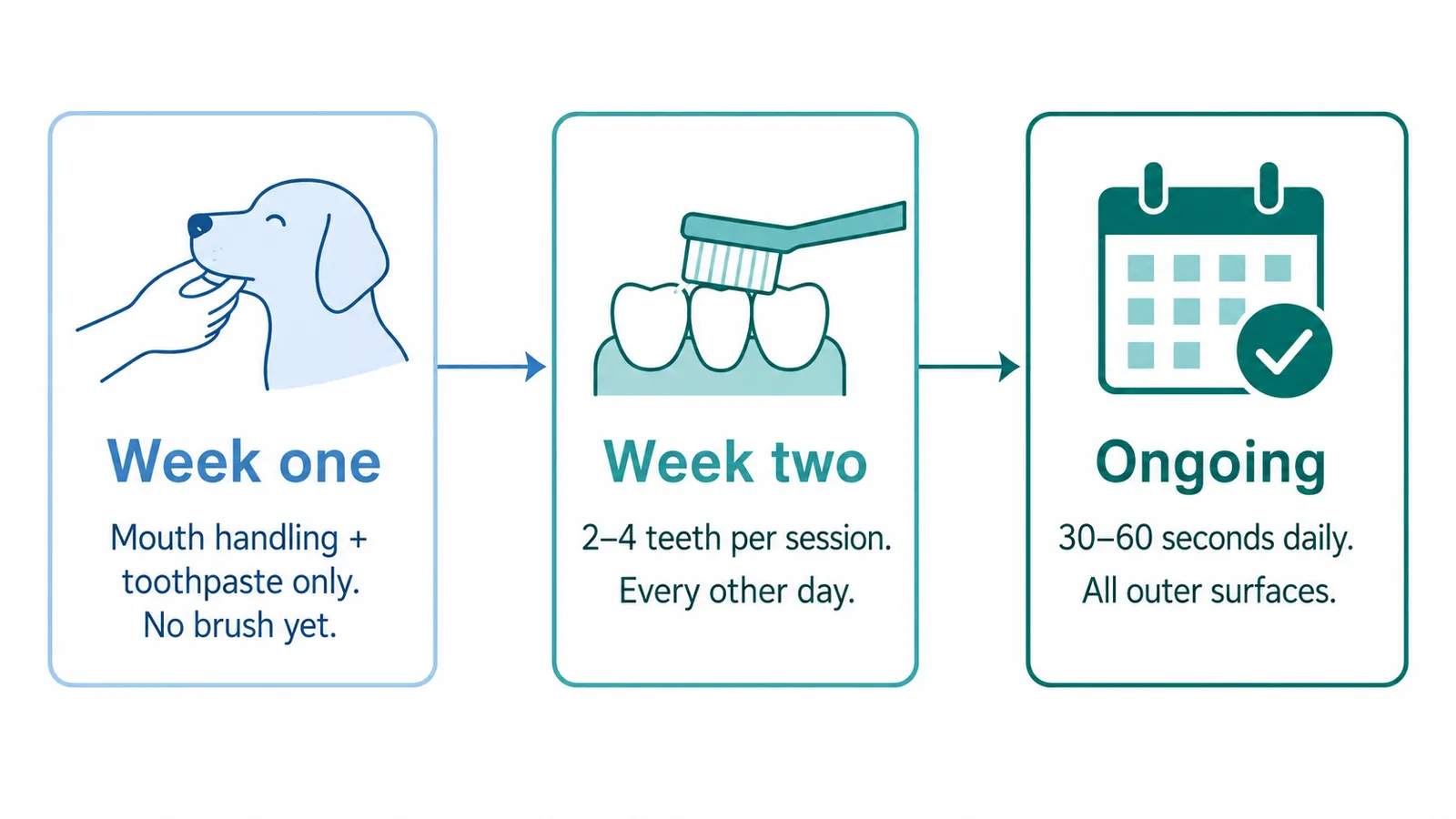 Three-stage infographic showing dog tooth brushing progression: week 1 mouth handling, week 2 brush intro, ongoing daily routine
