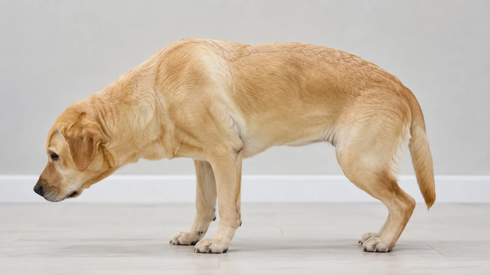 Dog standing with hunched back and tucked abdomen, a classic body language sign of abdominal pain in dogs