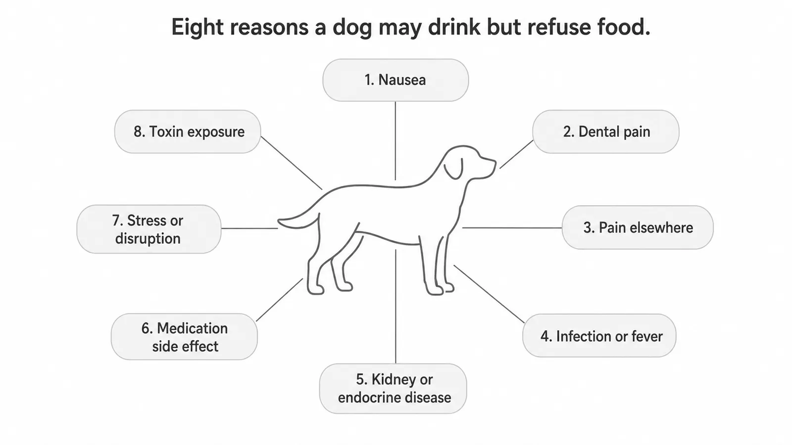 Infographic listing 8 reasons a dog may drink water but refuse food, from nausea and dental pain to kidney disease and toxin exposure