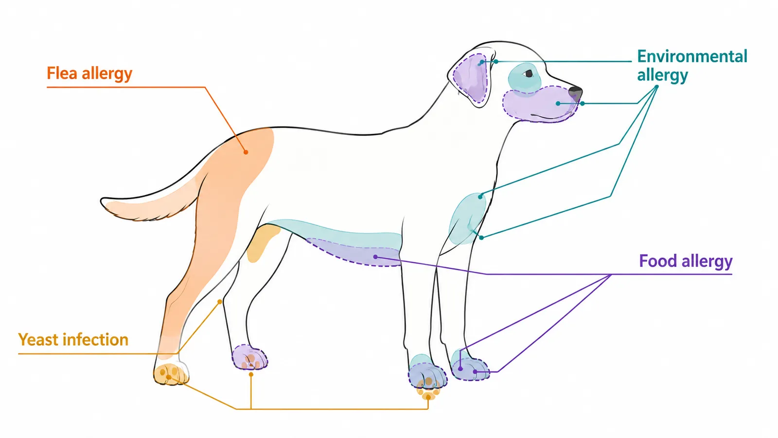 Dog body map diagram showing where flea allergy, food allergy, and environmental allergy symptoms appear on the skin