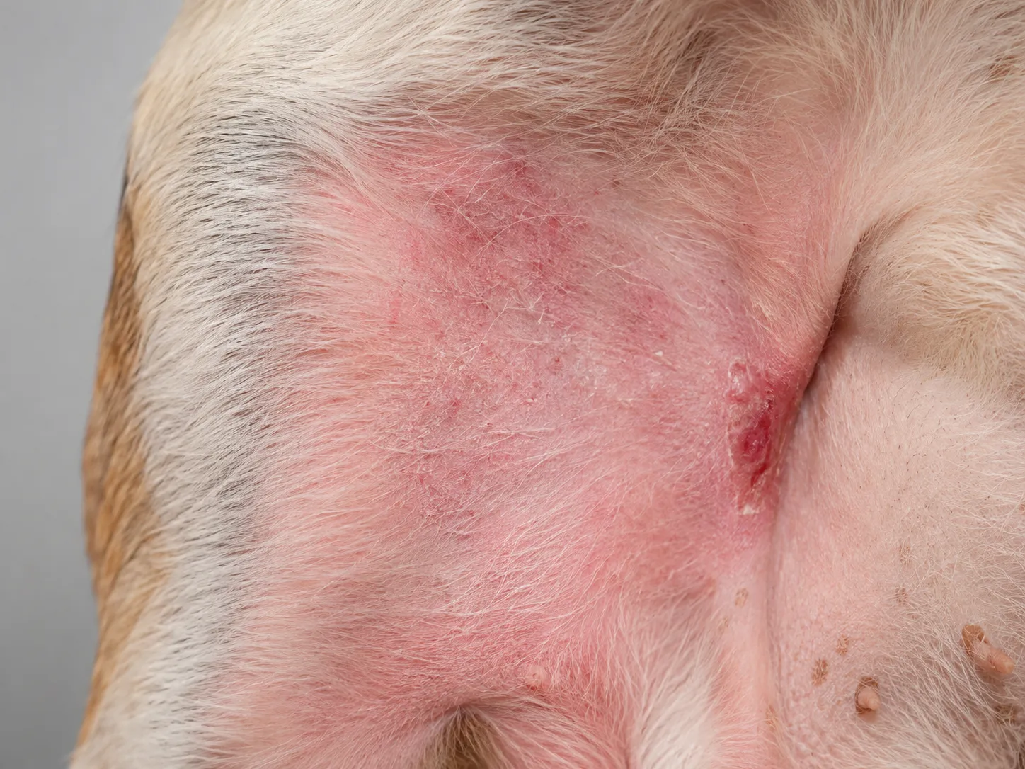 Close-up of a dog's belly showing red irritated skin, patchy hair loss, and inflamed hot spot from skin allergies