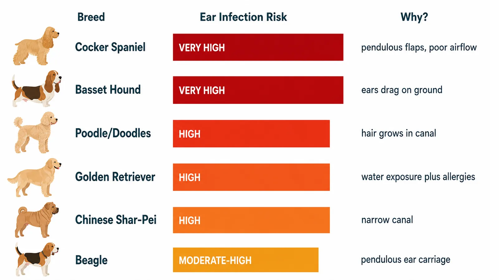 Chart showing dog breeds most prone to ear infections including Cocker Spaniel, Basset Hound, Poodle, Golden Retriever, and Beagle