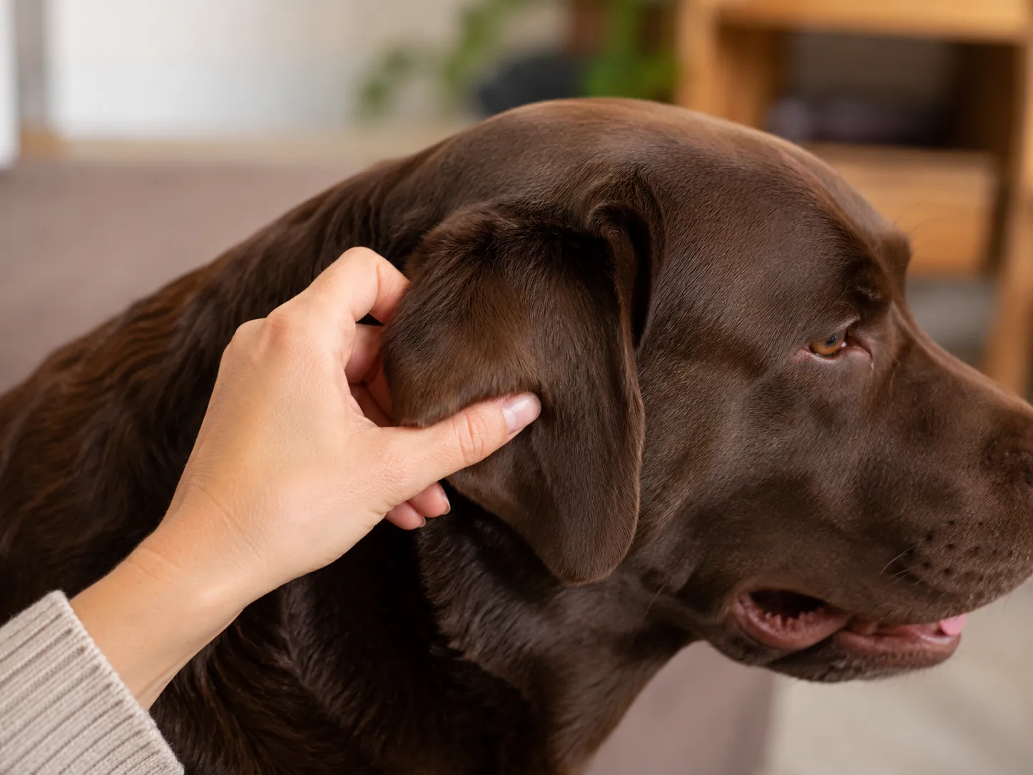 Person massaging the base of a dog's ear with fingers after applying ear cleaning solution to loosen debris inside the canal