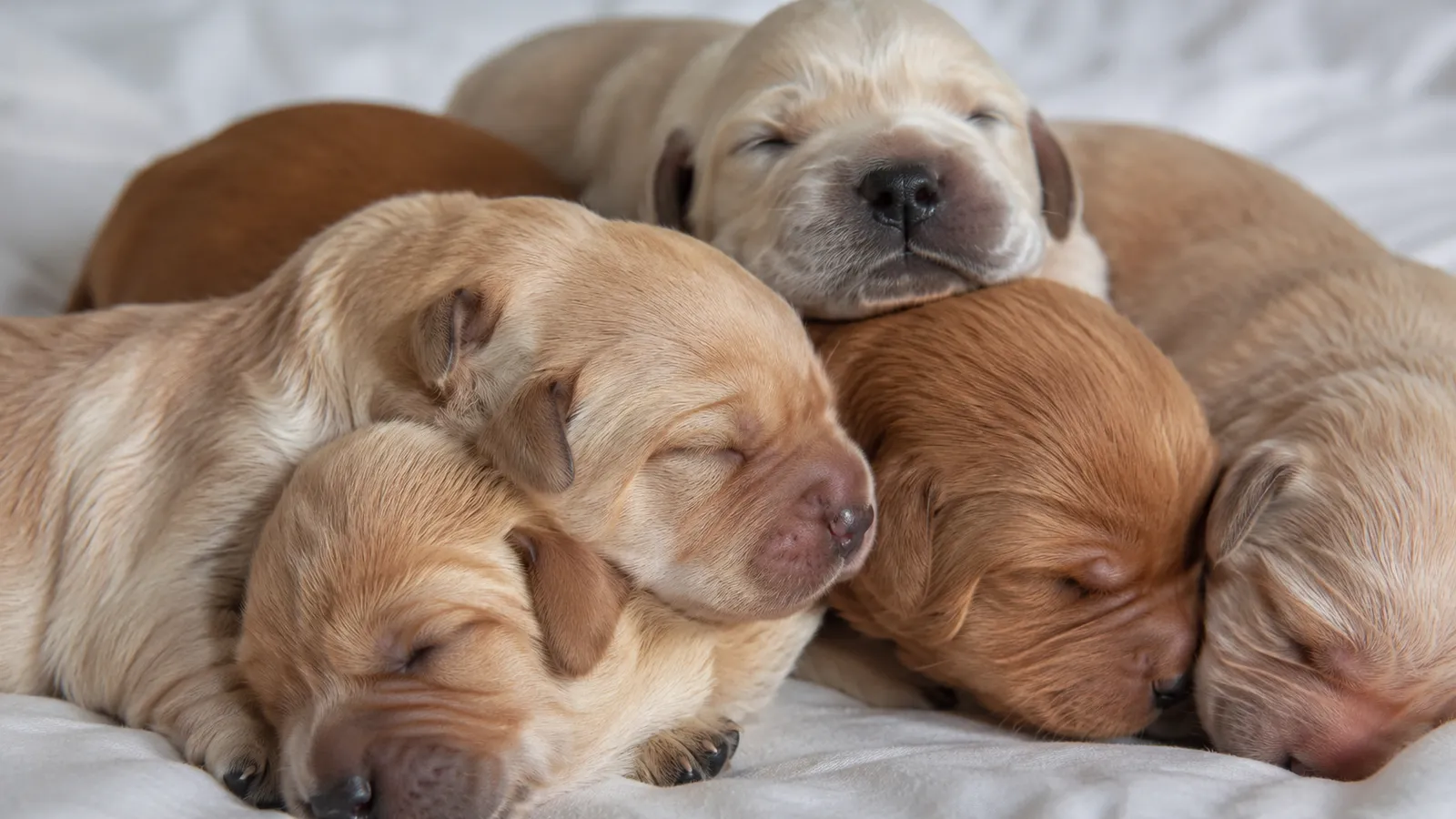 When Do Puppies Open Their Eyes? A Clear Timeline, What’s Normal, and When to Worry