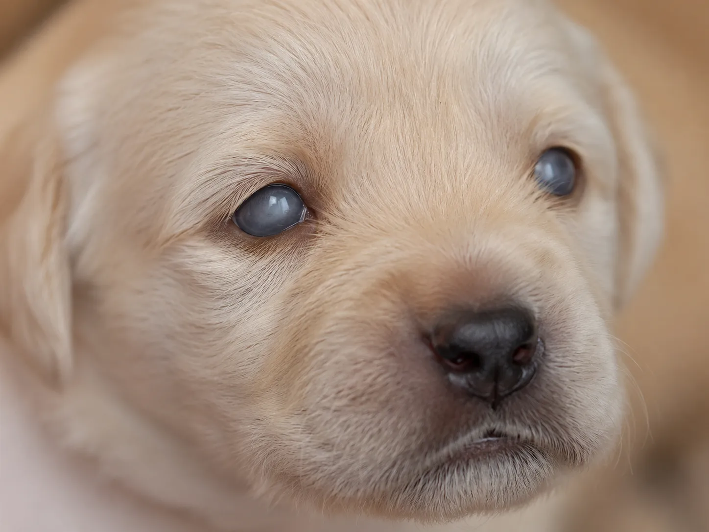 Close-up of a young puppy with newly opened cloudy blue-gray eyes, showing the normal hazy appearance at around 12 days old