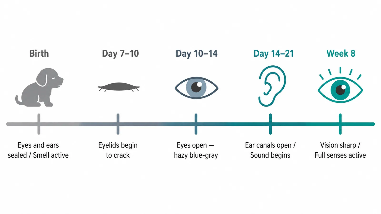 Visual timeline of puppy sensory development from birth to 8 weeks showing when eyes open, ears open, and vision matures