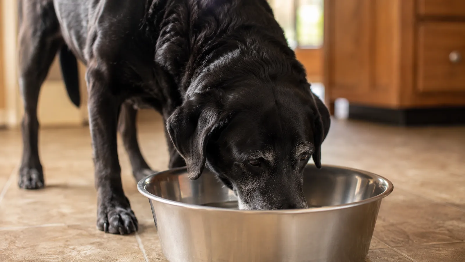 Dog Kidney Disease Symptoms Early Signs: The Red Flags, Look-Alikes, and Next Steps