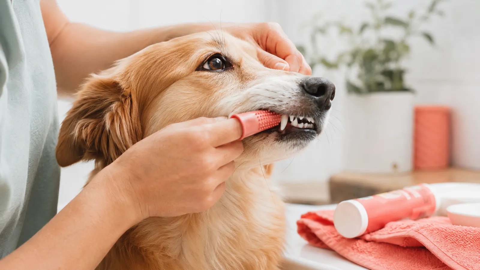 Owner gently brushing a relaxed dog's teeth with a finger toothbrush and dog-safe toothpaste at home.