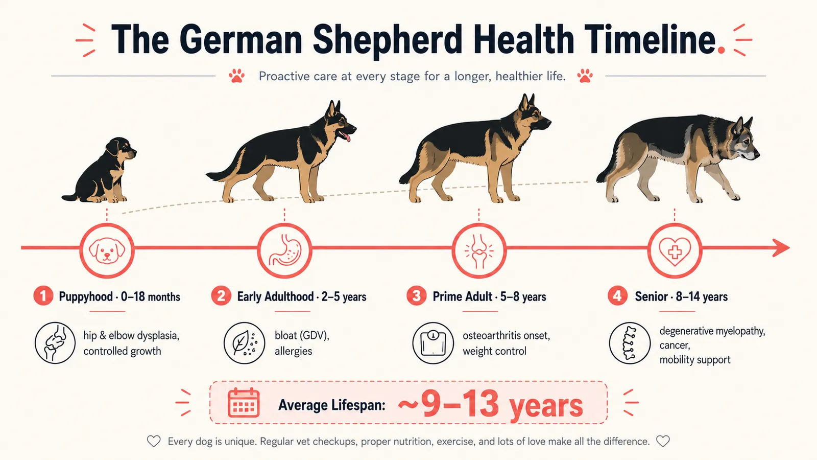 Timeline infographic mapping German Shepherd life stages to key health risks from puppyhood to senior.