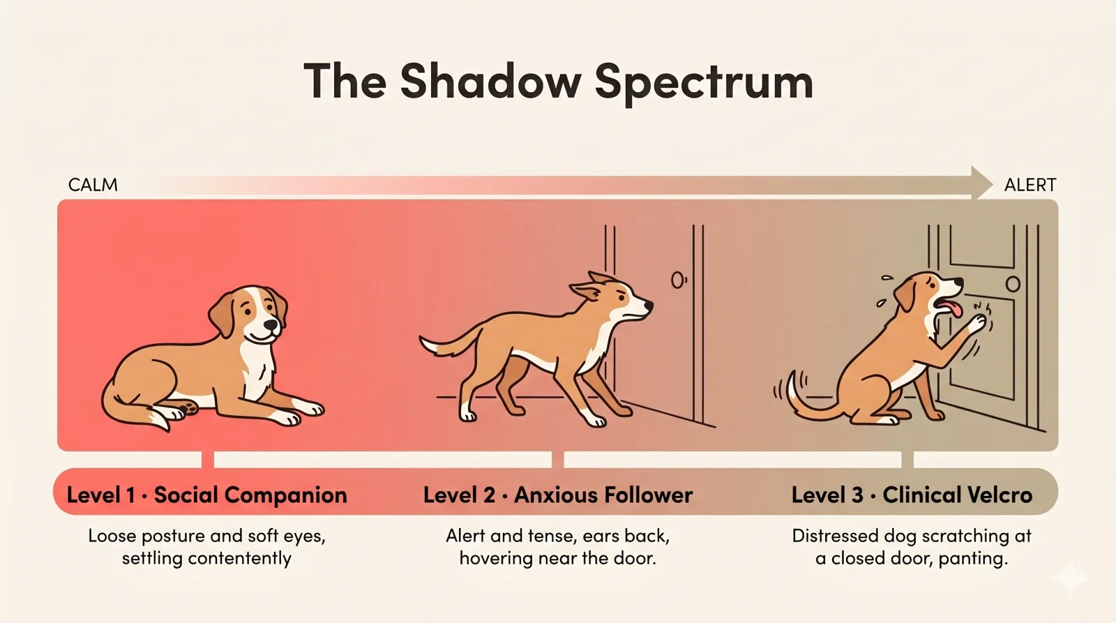Dog trailing closely behind its owner through a bright home, illustrating why dogs follow you everywhere.